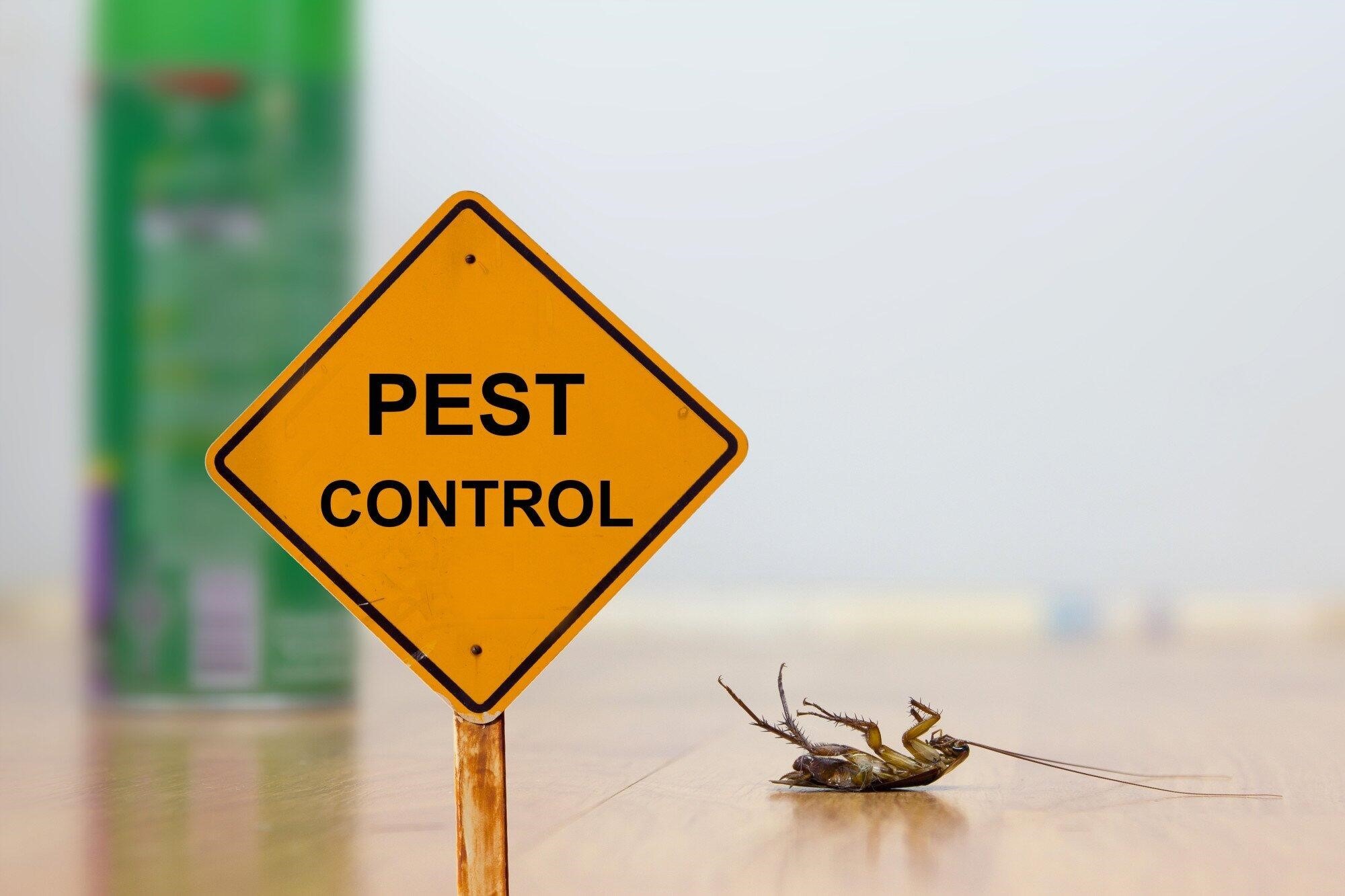 pest control for termite