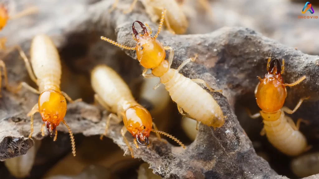 Pest Control for Termites