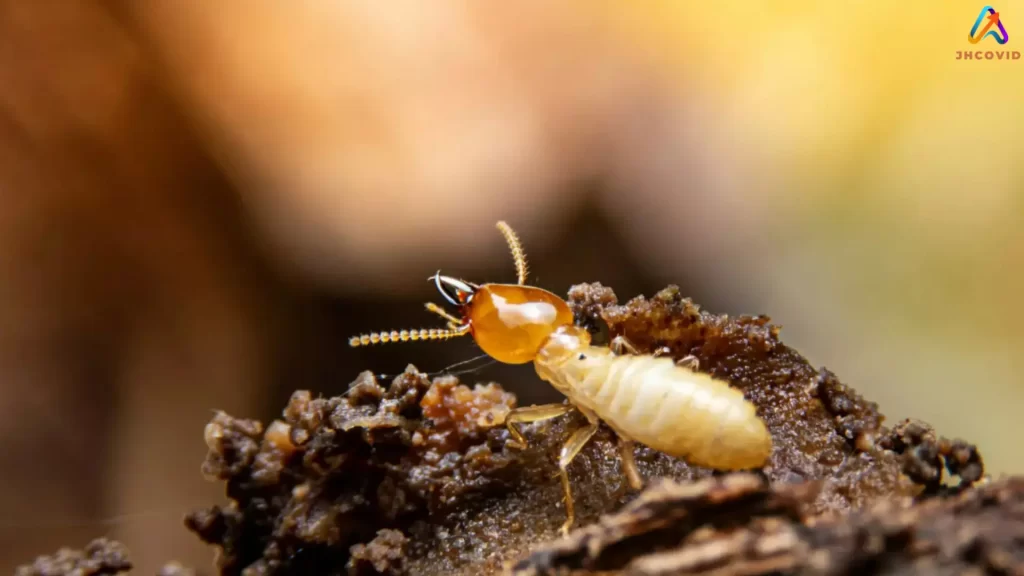 Pest Control for Termites