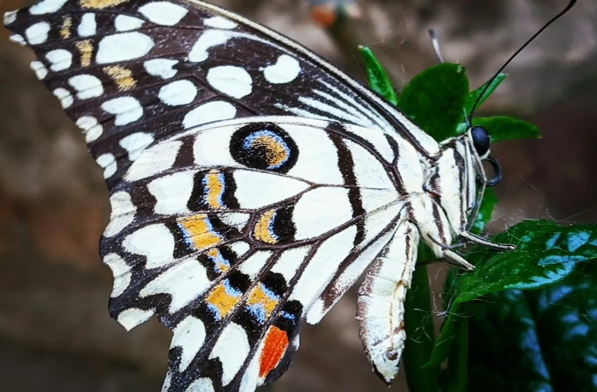 Tracking where butterflies wander during migration.