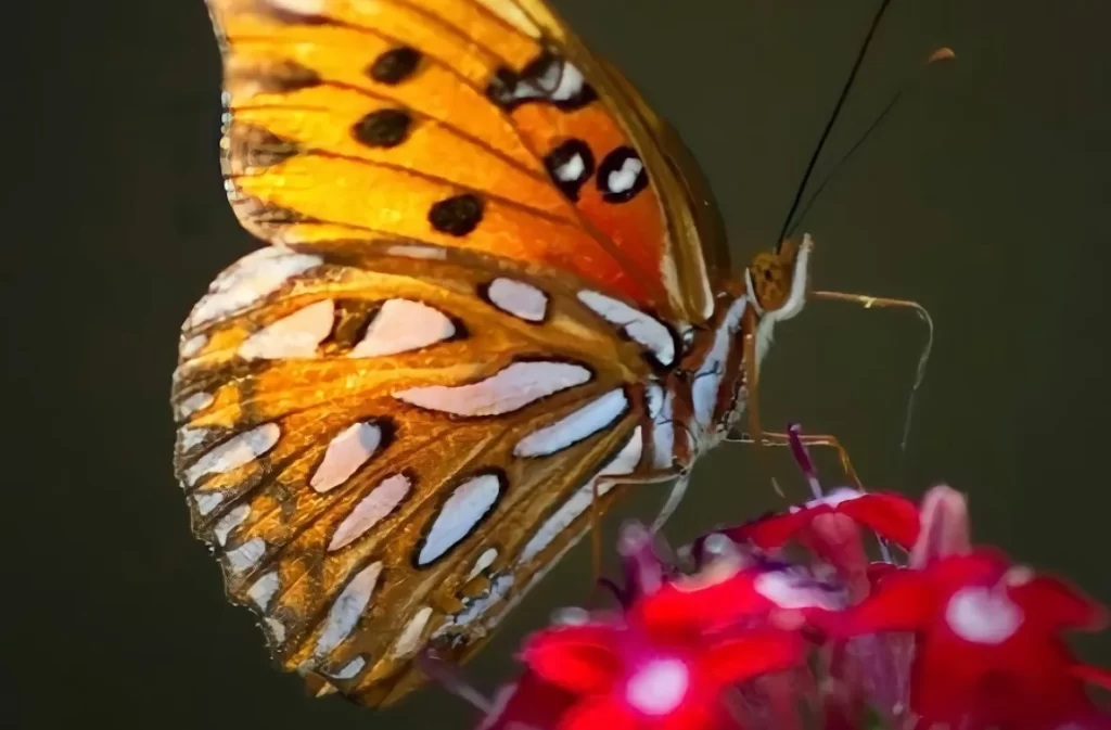 Butterflies wandering across vibrant flowers.