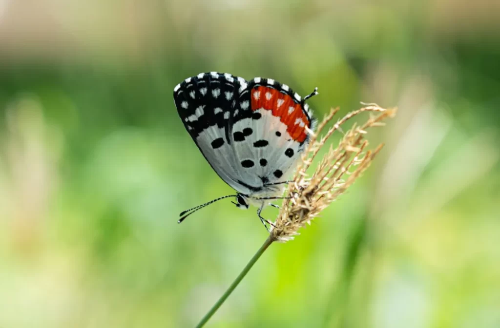 Exploring the habitats where butterflies wander