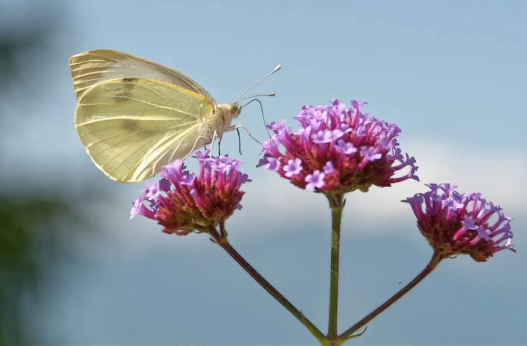 Where butterflies wander in nature's beauty